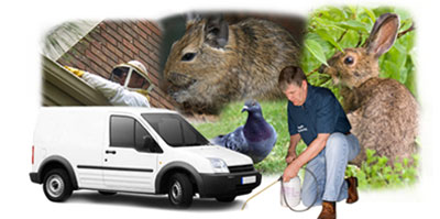 Whitley Bay local van